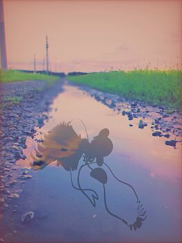 Proxied media